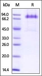 Dkk-1 Recombinant Protein