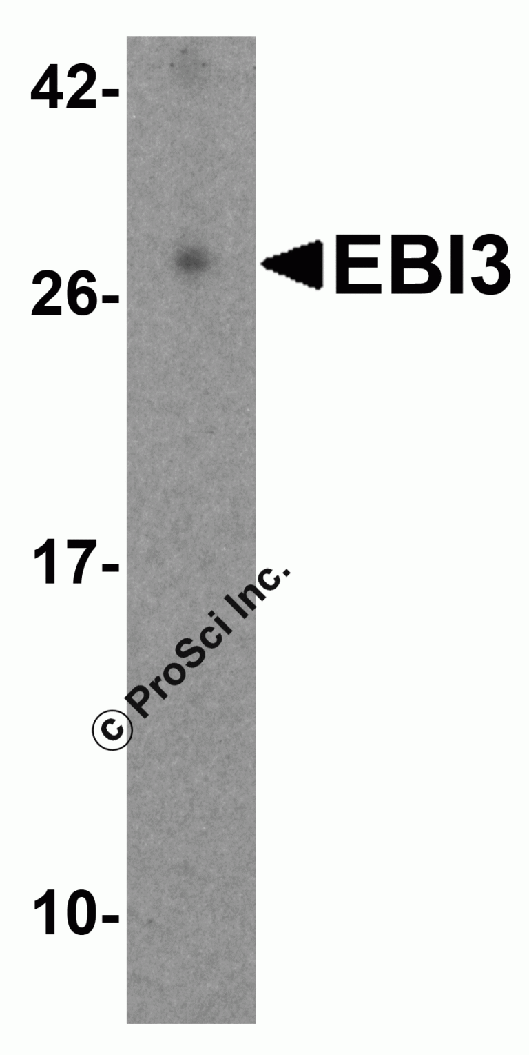 EBI3 Antibody