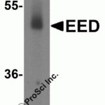 Western blot analysis of EED expression in human testis tissue lysate with EED antibody at 2 μg/ml.