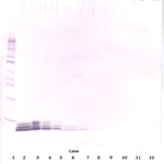 To detect Rat EGF by Western Blot analysis this antibody can be used at a concentration of 0.5 - 1.0 ug/ml. Used in conjunction with compatible secondary reagents the detection limit for recombinant Rat EGF is 1.5 - 3.0 ng/lane, under either reducing or non-reducing conditions.