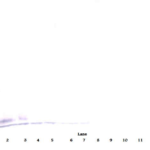 To detect mEGF by Western Blot analysis this antibody can be used at a concentration of 0.1- 0.2 ug/ml. Used in conjunction with compatible secondary reagents the detection limit for recombinant mEGF is 1.5-3.0 ng/lane, under either reducing or non-reducing conditions.