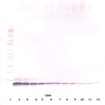 To detect Rat EGF by Western Blot analysis this antibody can be used at a concentration of 0.5 - 1.0 ug/ml. Used in conjunction with compatible secondary reagents the detection limit for recombinant Rat EGF is 1.5 - 3.0 ng/lane, under either reducing or non-reducing conditions.
