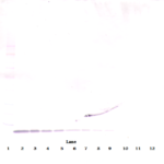 To detect hEGF by Western Blot analysis this antibody can be used at a concentration of 0.1-0.2 ug/ml. Used in conjunction with compatible secondary reagents the detection limit for recombinant hEGF is 1.5-3.0 ng/lane, under either reducing or non-reducing conditions.