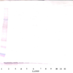 To detect mEGF by Western Blot analysis this antibody can be used at a concentration of 0.1- 0.2 ug/ml. Used in conjunction with compatible secondary reagents the detection limit for recombinant mEGF is 1.5-3.0 ng/lane, under either reducing or non-reducing conditions.