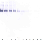 To detect Human EGF Receptor by Western Blot analysis this antibody can be used at a concentration of 0.1 - 0.2 ug/ml. Used in conjunction with compatible secondary reagents the detection limit for recombinant Human EGF Receptor is 1.5 - 3.0 ng/lane, under either reducing or non-reducing conditions.