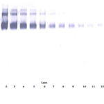 To detect Human EGF Receptor by Western Blot analysis this antibody can be used at a concentration of 0.1 - 0.2 ug/ml. Used in conjunction with compatible secondary reagents the detection limit for recombinant Human EGF Receptor is 1.5 - 3.0 ng/lane, under either reducing or non-reducing conditions.