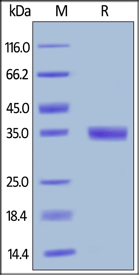 EGF Recombinant Protein