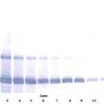 To detect hEMAP-II by Western Blot analysis this antibody can be used at a concentration of 0.1- 0.2 ug/ml. Used in conjunction with compatible secondary reagents the detection limit for recombinant hEMAP-II is 1.5-3.0 ng/lane, under either reducing or non-reducing conditions.