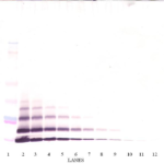To detect hENA-78 by Western Blot analysis this antibody can be used at a concentration of 0.1-0.2 ug/ml. Used in conjunction with compatible secondary reagents the detection limit for recombinant hENA-78 is 1.5-3.0 ng/lane, under either reducing or non-reducing conditions.