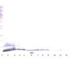 To detect hENA-78 by Western Blot analysis this antibody can be used at a concentration of 0.1-0.2 ug/ml. Used in conjunction with compatible secondary reagents the detection limit for recombinant hENA-78 is 1.5-3.0 ng/lane, under either reducing or non-reducing conditions.