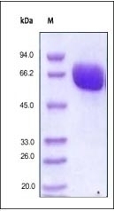EPHB4 Recombinant Protein