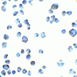 Immunocytochemistry of ERGIC53 in HL60 cells with ERGIC53 antibody at 5 μg/ml.