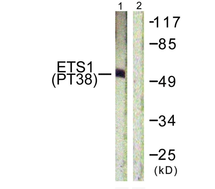 ETS1 (phospho Thr38) Antibody