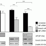 <strong>Figure  14 KD Validation of EndoG in Human MCF7 Cells (Schneiders et al., 2009) </strong><br>Western blot analysis with anti-EndoG antibodies was performed for EndoG in MCF7 cells transfected with EndoG siRNA or nonsense siRNA.   EndoG expression was downregulated  and cell apoptosis rate was remarkably decreased after EndoG siRNA knockdown.