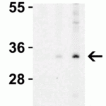 <strong>Figure 2 Western Blot Validation in Human A431 Cell Lysate with the presence (A) or absence (B and C) of blocking peptide</strong><br>Loading: 15 μg of lysates per lane.Antibodies: EndoG 3035 (A: 0.5 μg/mL, B: 0.5 μg/mL, C: 1 μg/mL), 1h incubation at RT  in 5% NFDM/TBST.Secondary: Goat anti-rabbit IgG HRP conjugate at 1:10000 dilution.