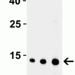 <strong>Figure 3 Western Blot Validation with Recombinant Protein</strong><br>Loading: 30 ng of human EndoG recombinant protein per lane.Antibodies: EndoG 3035, 1h incubation at RT  in 5% NFDM/TBST.Secondary: Goat anti-rabbit IgG HRP conjugate at 1:10000 dilution.Lane 1: 0.5 μg/mLLane 2: 1 μg/mLLane 3: 2 μg/mL
