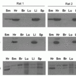<strong>Figure 9  Tissue Specificity of EndoG in Rat Organs ( Siu et al., 2007) </strong><br>WB analysis with anti-EndoG antibodies was performed for (B) EndoG in different organs of rats. EndoG was expressed very high in the heart and the liver of rats.
