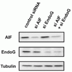 <strong>Figure 13 KD Validation of EndoG in Human small cell lung carcinoma Ms-1/Bcl-xL Cells (Sasazawa et al., 2009) </strong><br>Western blot analysis with anti-EndoG antibodies was performed for EndoG in Ms-1/Bcl-xL cells transfected with EndoG siRNA or control siRNA.   EndoG expression was downregulated  after EndoG siRNA knockdown.
