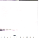 To detect hEndostatin by Western Blot analysis this antibody can be used at a concentration of 0.1 - 0.2 ug/ml. Used in conjunction with compatible secondary reagents the detection limit for recombinant hEndostatin is 1.5 - 3.0 ng/lane, under either reducing or non-reducing conditions.