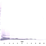 To detect hEotaxin-3 by Western Blot analysis this antibody can be used at a concentration of 0.1- 0.2 ug/ml. Used in conjunction with compatible secondary reagents the detection limit for recombinant hEotaxin-3 is 1.5-3.0 ng/lane, under either reducing or non-reducing conditions.