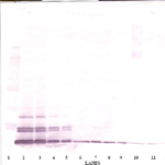 To detect hEotaxin-3 by Western Blot analysis this antibody can be used at a concentration of 0.1- 0.2 ug/ml. Used in conjunction with compatible secondary reagents the detection limit for recombinant hEotaxin-3 is 1.5-3.0 ng/lane, under either reducing or non-reducing conditions.