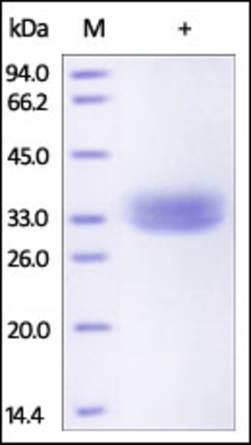 EpCAM Recombinant Protein