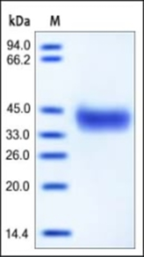 EpCAM Recombinant Protein