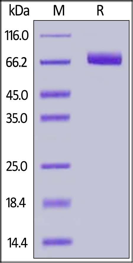 EphA4 Recombinant Protein