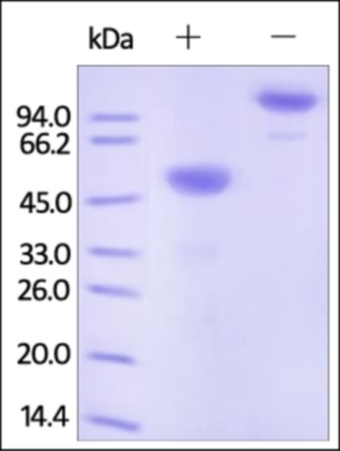 Ephrin A1 Recombinant Protein
