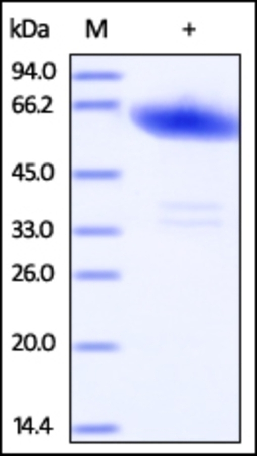 Ephrin A3 Recombinant Protein
