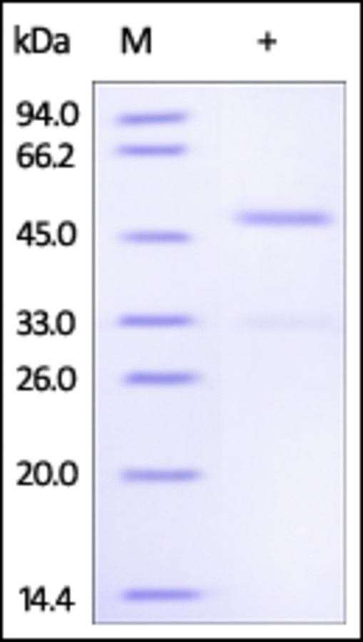 Ephrin A4 Recombinant Protein
