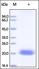 Ephrin-A4 Recombinant Protein