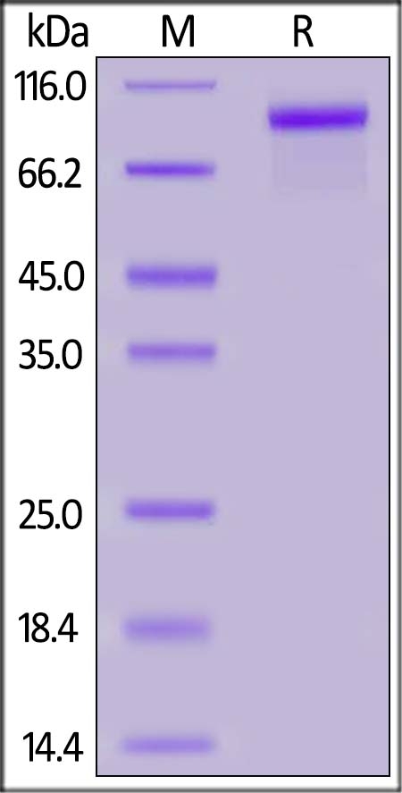 ErbB3 / Her3 Recombinant Protein