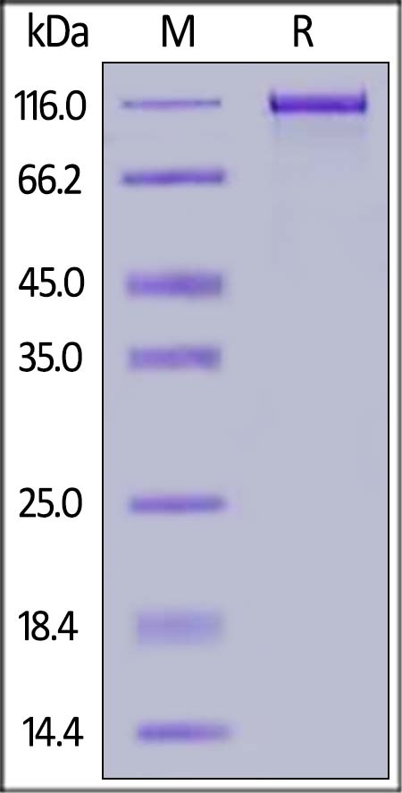 ErbB3 / Her3 Recombinant Protein