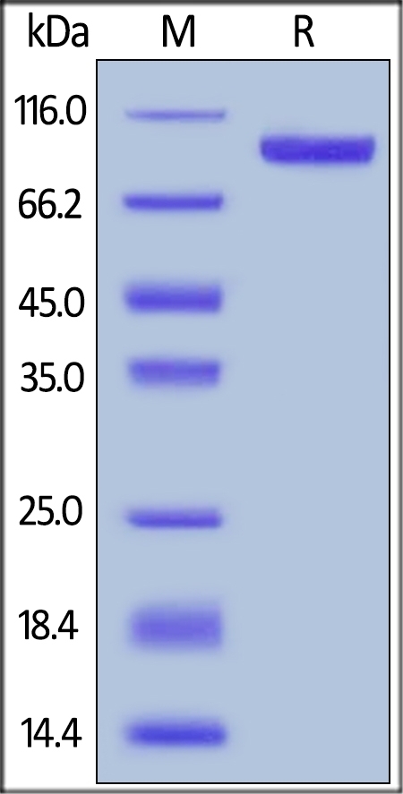 ErbB3 / Her3 Recombinant Protein