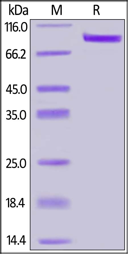 ErbB3 / Her3 Recombinant Protein