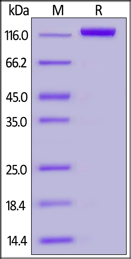 ErbB3 / Her3 Recombinant Protein