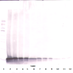 To detect hExodus-2 by Western Blot analysis this antibody can be used at a concentration of 0.1-0.2 ug/ml. Used in conjunction with compatible secondary reagents the detection limit for recombinant hExodus-2 is 1.5-3.0 ng/lane, under either reducing or non-reducing conditions.