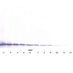 To detect mExodus-2 by Western Blot analysis this antibody can be used at a concentration of 0.1-0.2 ug/ml. Used in conjunction with compatible secondary reagents the detection limit for recombinant mExodus-2 is 1.5-3.0 ng/lane, under either reducing or non-reducing conditions.