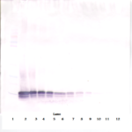 To detect hExodus-2 by Western Blot analysis this antibody can be used at a concentration of 0.1-0.2 ug/ml. Used in conjunction with compatible secondary reagents the detection limit for recombinant hExodus-2 is 1.5-3.0 ng/lane, under either reducing or non-reducing conditions.