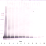 To detect hExodus-2 by Western Blot analysis this antibody can be used at a concentration of 0.1-0.2 ug/ml. Used in conjunction with compatible secondary reagents the detection limit for recombinant hExodus-2 is 1.5-3.0 ng/lane, under either reducing or non-reducing conditions.