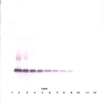 To detect hExodus-2 by Western Blot analysis this antibody can be used at a concentration of 0.1-0.2 ug/ml. Used in conjunction with compatible secondary reagents the detection limit for recombinant hExodus-2 is 1.5-3.0 ng/lane, under either reducing or non-reducing conditions.