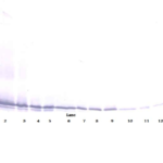 To detect mExodus-2 by Western Blot analysis this antibody can be used at a concentration of 0.1-0.2 ug/ml. Used in conjunction with compatible secondary reagents the detection limit for recombinant mExodus-2 is 1.5-3.0 ng/lane, under either reducing or non-reducing conditions.