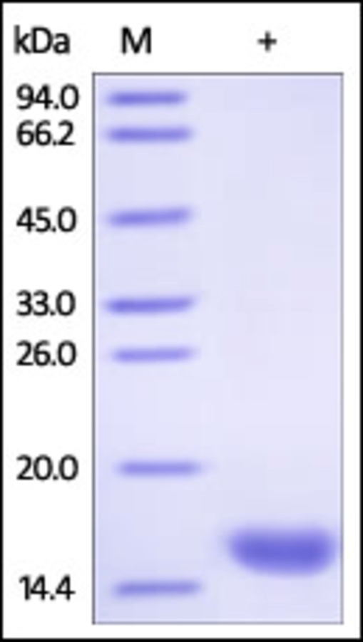 FABP 3 Recombinant Protein