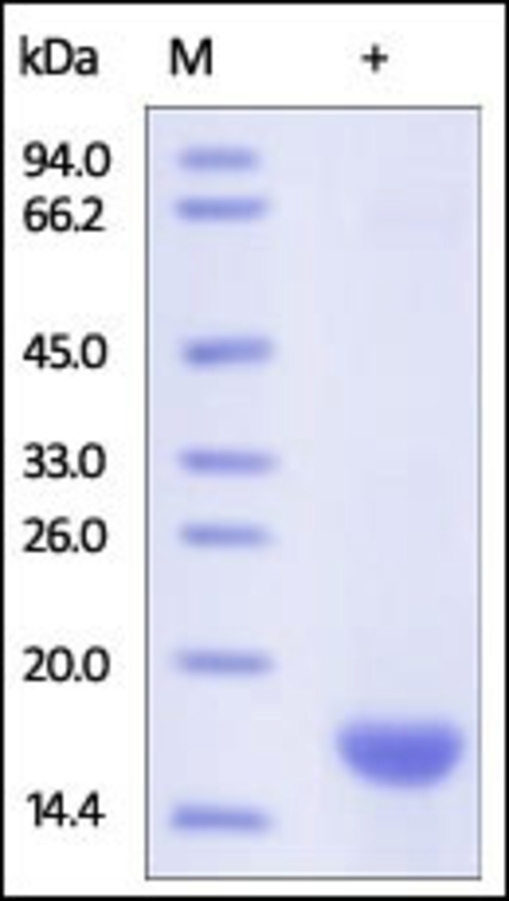 FABP 5 Recombinant Protein