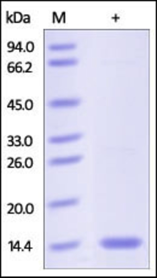 FABP 6 Recombinant Protein