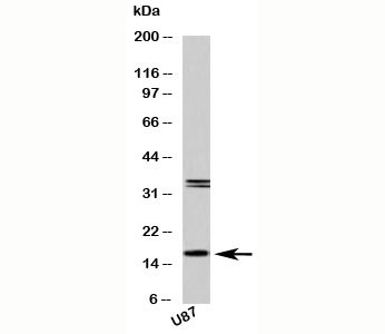 FABP7 (brain type) Antibody
