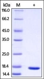 FABP8 Recombinant Protein