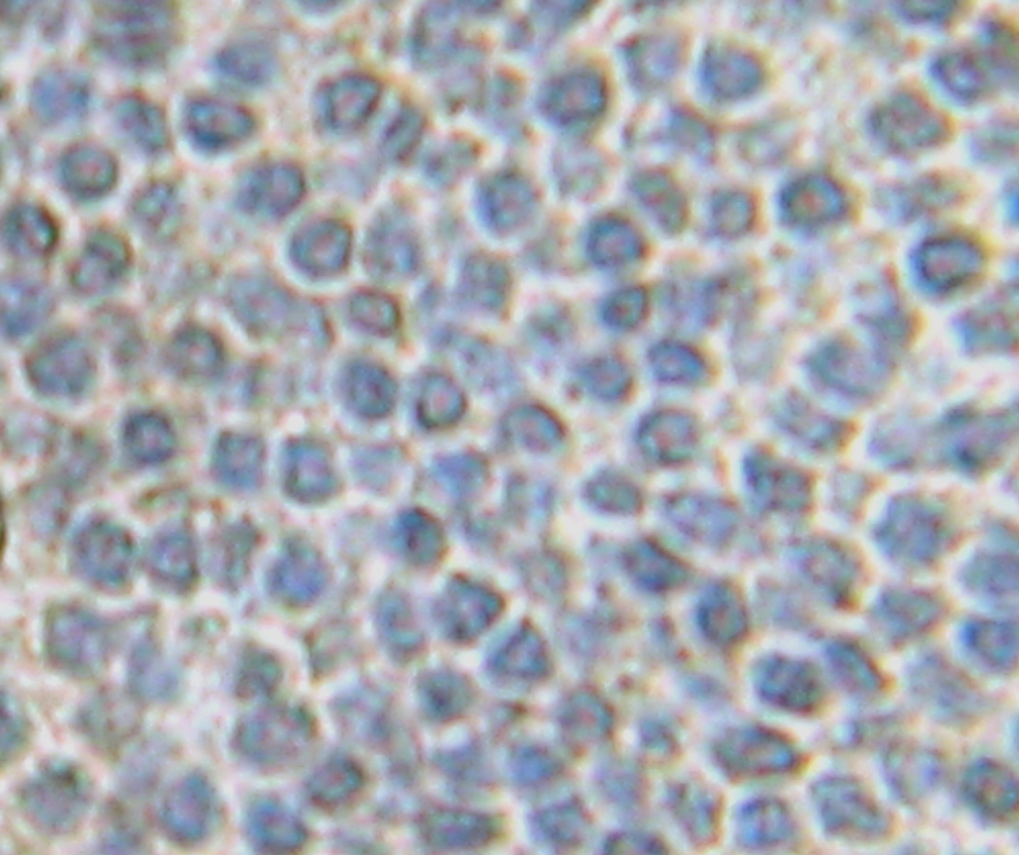 FGF-10 Antibody