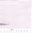 To detect hFGF-16 by Western Blot analysis this antibody can be used at a concentration of 0.1 - 0.2 ug/ml. Used in conjunction with compatible secondary reagents the detection limit for recombinant hFGF-16 is 1.5 - 3.0 ng/lane, under either reducing or non-reducing conditions.